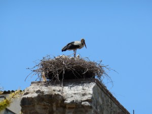 Photo May 31, 1 02 42 PM